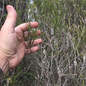 Melaleuca parvistaminea at Uriarra Village, ACT - 29 Sep 2024 03:17 PM