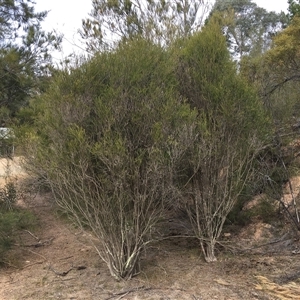 Melaleuca parvistaminea at Uriarra Village, ACT - 29 Sep 2024 03:17 PM