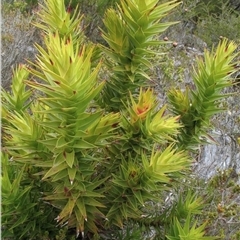 Andersonia axilliflora (Giant Andersonia) at Stirling Range National Park, WA - 2 Oct 2011 by MichaelBedingfield