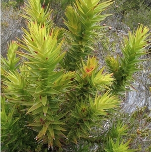 Andersonia axilliflora at suppressed - 2 Oct 2011