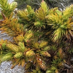 Andersonia axilliflora at suppressed - 2 Oct 2011