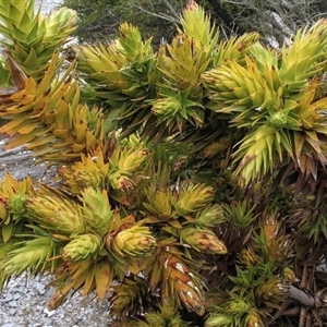 Andersonia axilliflora at suppressed - 2 Oct 2011