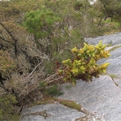 Andersonia axilliflora at suppressed - 2 Oct 2011