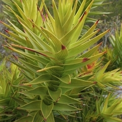 Andersonia axilliflora at suppressed - 2 Oct 2011