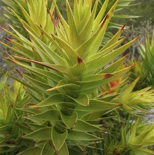 Andersonia axilliflora at suppressed - 2 Oct 2011