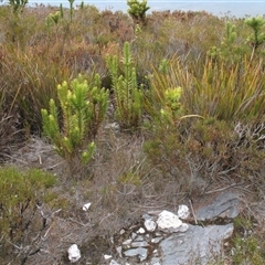 Andersonia axilliflora at suppressed - suppressed