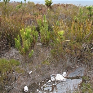 Andersonia axilliflora at suppressed - 2 Oct 2011