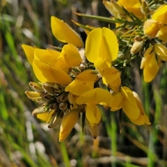 Ulex europaeus (Gorse) at Currawang, NSW - 30 Sep 2024 by trevorpreston