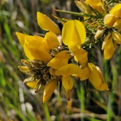 Ulex europaeus (Gorse) at Currawang, NSW - 29 Sep 2024 by trevorpreston