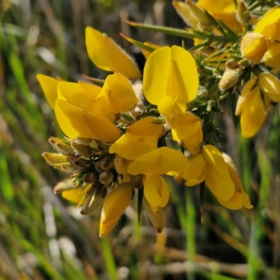 Ulex europaeus (Gorse) at Currawang, NSW - 29 Sep 2024 by trevorpreston