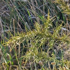 Ulex europaeus at Currawang, NSW - 30 Sep 2024 07:24 AM