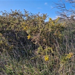 Ulex europaeus at Currawang, NSW - 30 Sep 2024 07:24 AM