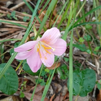 Unidentified Daisy at Pipeclay, NSW - 24 Nov 2023 by MVM