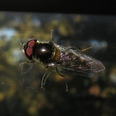 Simosyrphus grandicornis (Common hover fly) at Flynn, ACT - 30 Sep 2024 by Christine