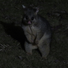 Trichosurus vulpecula at Flynn, ACT - 29 Sep 2024