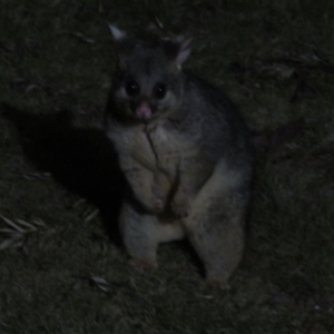 Trichosurus vulpecula at Flynn, ACT - 29 Sep 2024 07:25 PM