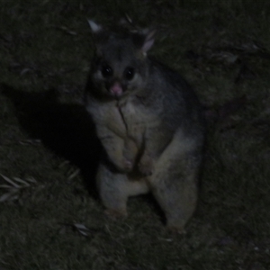 Trichosurus vulpecula at Flynn, ACT - 29 Sep 2024 07:25 PM