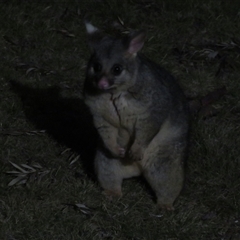 Trichosurus vulpecula at Flynn, ACT - 29 Sep 2024