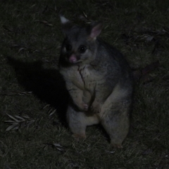 Trichosurus vulpecula at Flynn, ACT - 29 Sep 2024 07:25 PM