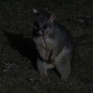 Trichosurus vulpecula at Flynn, ACT - 29 Sep 2024