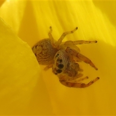 Opisthoncus sp. (genus) (Opisthoncus jumping spider) at Nicholls, ACT - 27 Sep 2024 by Christine