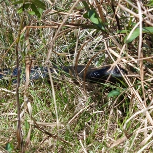 Pseudechis porphyriacus at Pappinbarra, NSW by jonvanbeest