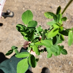 Melilotus albus (Bokhara) at Uriarra Village, ACT - 29 Sep 2024 by rangerstacey