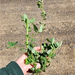 Melilotus albus at Uriarra Village, ACT - 29 Sep 2024