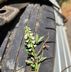 Melilotus albus at Uriarra Village, ACT - 29 Sep 2024