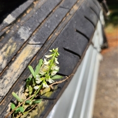 Melilotus albus at Uriarra Village, ACT - 29 Sep 2024