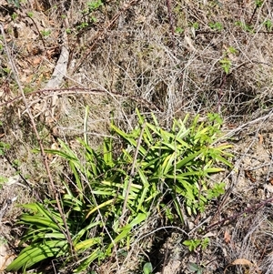 Agapanthus praecox subsp. orientalis at Uriarra Village, ACT - 28 Sep 2024