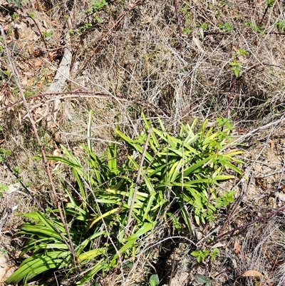 Agapanthus praecox subsp. orientalis (Agapanthus) at Uriarra Village, ACT - 28 Sep 2024 by rangerstacey