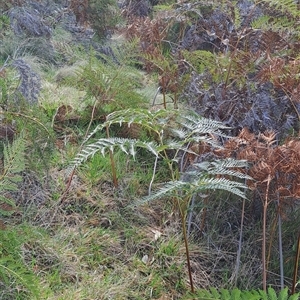 Pteridium esculentum at Torrens, ACT - 30 Sep 2024