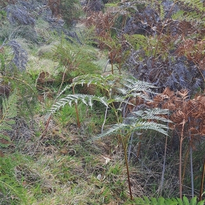 Pteridium esculentum (Bracken) at Torrens, ACT - 29 Sep 2024 by LPadg