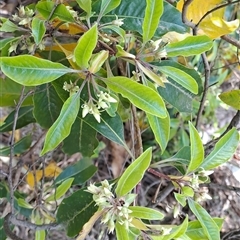 Pittosporum undulatum (Sweet Pittosporum) at Torrens, ACT - 29 Sep 2024 by LPadg