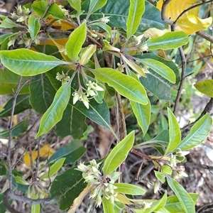 Pittosporum undulatum at Torrens, ACT - 30 Sep 2024