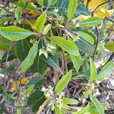 Pittosporum undulatum (sweet pittosporum) at Torrens, ACT - 30 Sep 2024 by LPadg