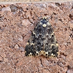 Halone sinuata (Rock Lichen Moth) at Lyneham, ACT - 30 Sep 2024 by trevorpreston