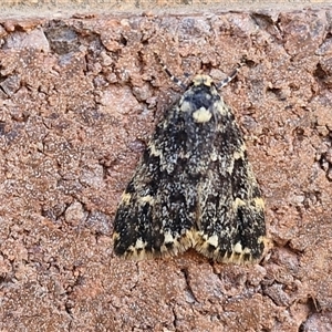 Halone sinuata at Lyneham, ACT - 30 Sep 2024