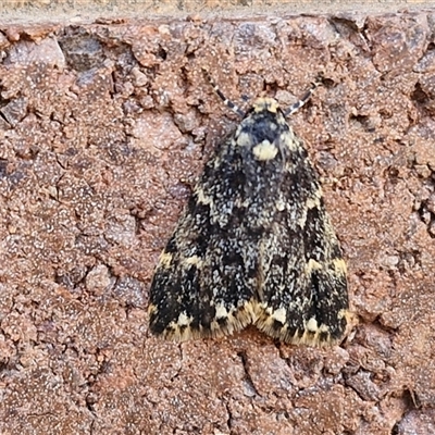 Halone sinuata (Rock Lichen Moth) at Lyneham, ACT - 29 Sep 2024 by trevorpreston