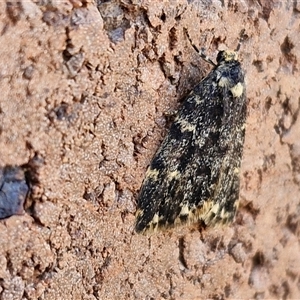 Halone sinuata at Lyneham, ACT - 30 Sep 2024