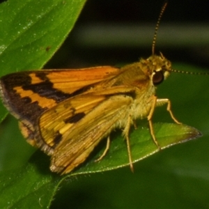 Suniana sunias at Sheldon, QLD by PJH123