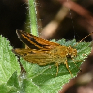 Suniana sunias at Sheldon, QLD by PJH123