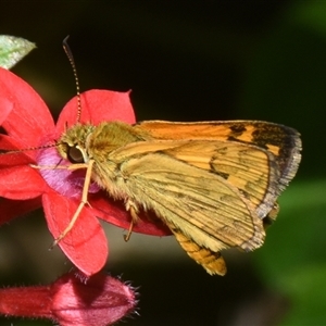 Ocybadistes walkeri at Sheldon, QLD by PJH123