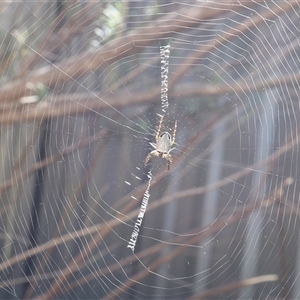 Araneus dimidiatus at Lyons, ACT - 30 Sep 2024