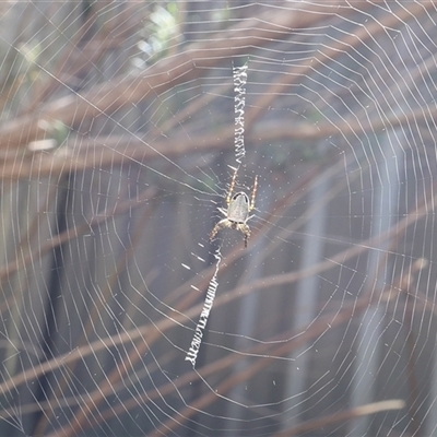 Araneus dimidiatus (Half Orb-weaver) at Lyons, ACT - 30 Sep 2024 by ran452