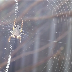 Araneus dimidiatus at Lyons, ACT - 30 Sep 2024