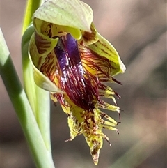 Calochilus campestris (Copper Beard Orchid) at Lawson, NSW - 29 Sep 2024 by Clarel