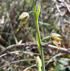 Calochilus campestris at Lawson, NSW - suppressed