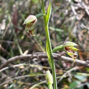 Calochilus campestris at Lawson, NSW - suppressed